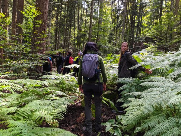 Corso Forest Bathing. Come fare un’Immersione in Foresta: l’approccio scientifico