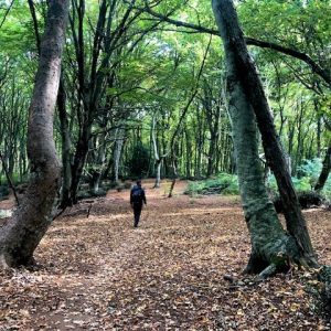 Sostieni la ricerca TeFFit-OE