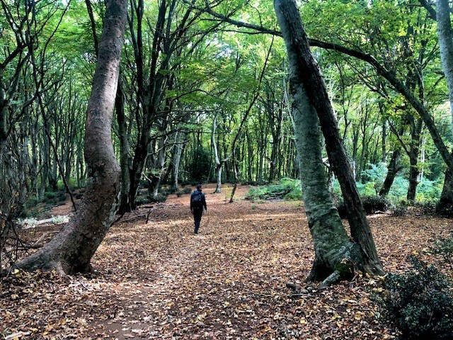 Sostieni la ricerca TeFFit-OE